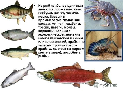 Биологические особенности наваги и минтая