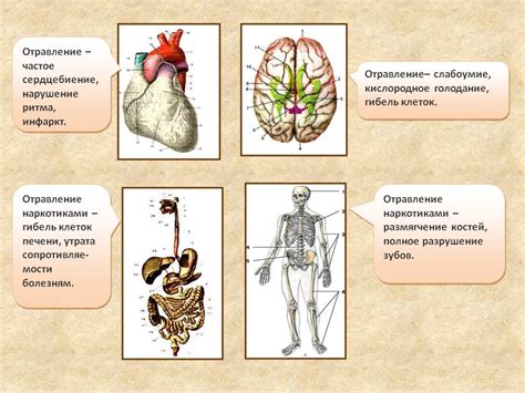 Влияние Рабифел на организм