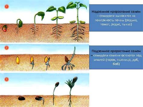 Влияние близкого расположения на рост и цветение растений