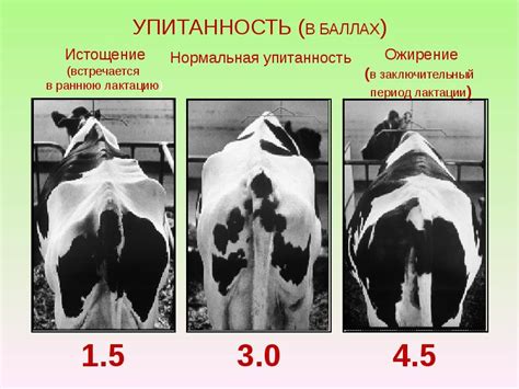 Влияние плесени на здоровье коров