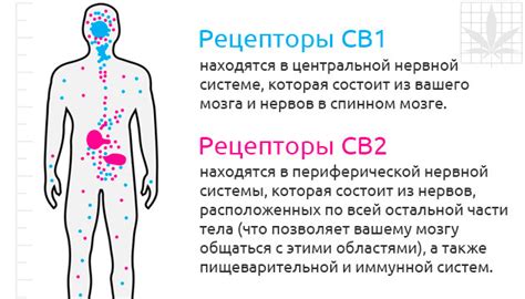 Влияние прокола смайла на организм и рецепторы