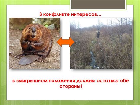 Влияние струи бобра на организм