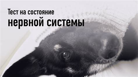 Воздействие пустырника на устойчивость нервной системы собаки