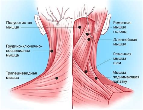 Заголовок 1: Какие материалы не рекомендуется намачивать на области шеи