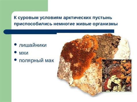 Импровизация жизни: адаптация живого мира к суровым условиям арктических льдов