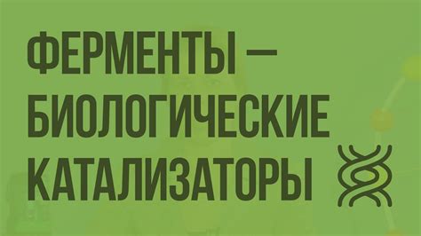 Источники каталазы в пище