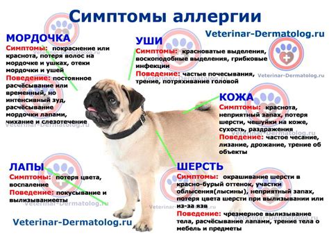Как проявляется эффект Ибуклина при лечении температуры у собак