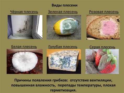 Негативное влияние грибков и плесени на качество молока