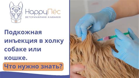 Недостатки инъекции мильгаммы в холку