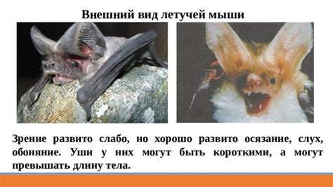 Обоняние и внешний вид