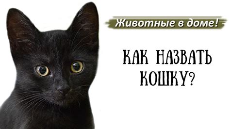 Оптимальный способ введения витамина B для вашей кошки