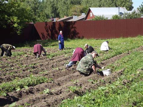 Основные этапы формирования агропредприятия на участках личного подсобного хозяйства