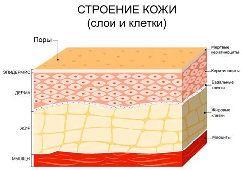 Отсутствие выраженных черт лица из-за излишнего жирового слоя