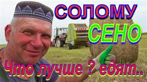 Питание молодняка: