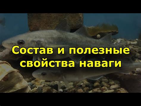 Полезные свойства наваги и минтая: сравнение