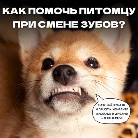 Правила безопасного использования рефтамида: для здоровья собак и комфорта хозяев