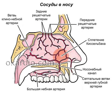 Приметология крови из носа