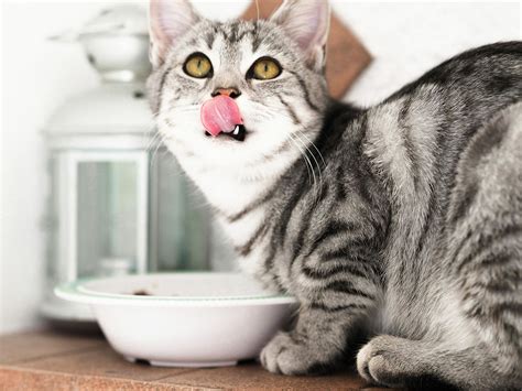 Различные типы питательных веществ для домашних котов