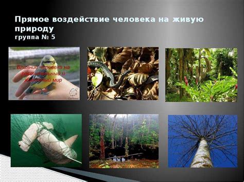 Распространение и воздействие таинственного существа на окружающую среду