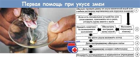 Рекомендации по первой помощи при укусе змеи и вызову экстренной медицинской помощи