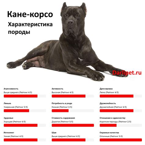 Риск проявления агрессивного поведения у кане корсо