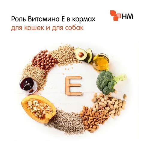 Роль питательных веществ в поддержании здоровья кошечьего организма