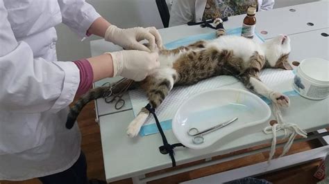 Роль сухого вискаса в рационе кота после кастрации
