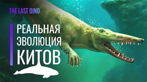 Роль эхолокации в жизни китов
