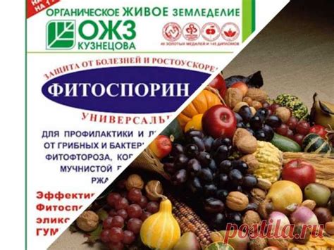 Факторы, важные при совмещении фитоспорина и минеральных добавок в растениеводстве
