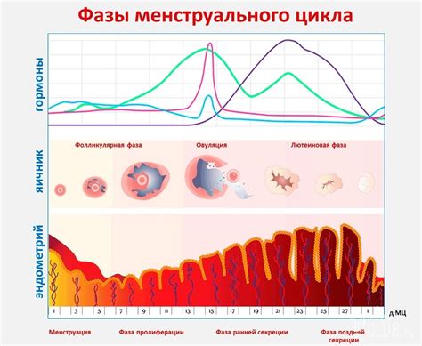 Физиологические изменения в разных стадиях менструального цикла