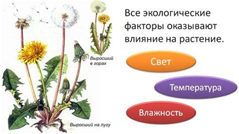 Фитоспорин и его влияние на растения: основные аспекты