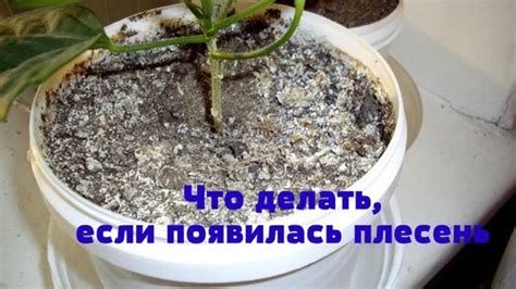 Экологически безопасные методы обработки укропа от белого налета