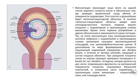  Необходимость реагирования плода на освещение для его развития и приспособления 